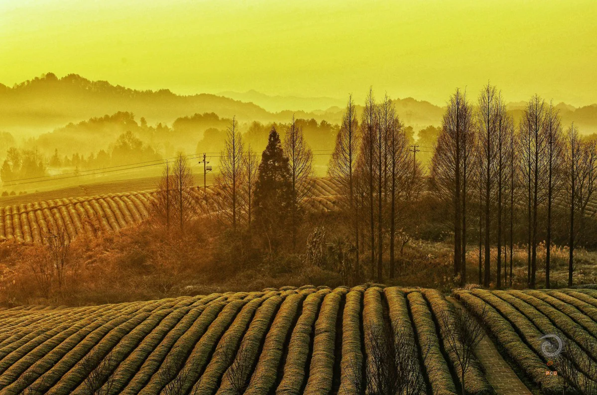 多彩贵州·第十四届中国原生态国际摄影大展 · 高山一棵松 的图集