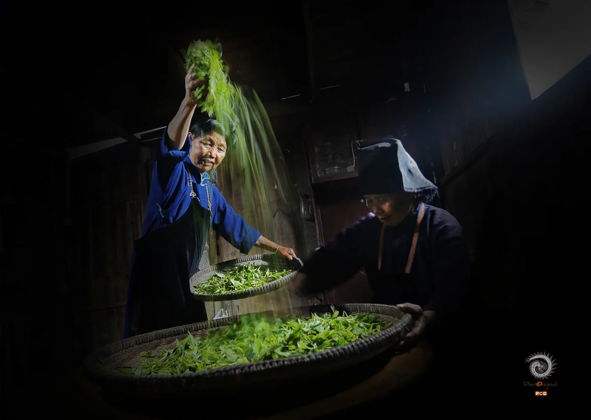 传统制茶