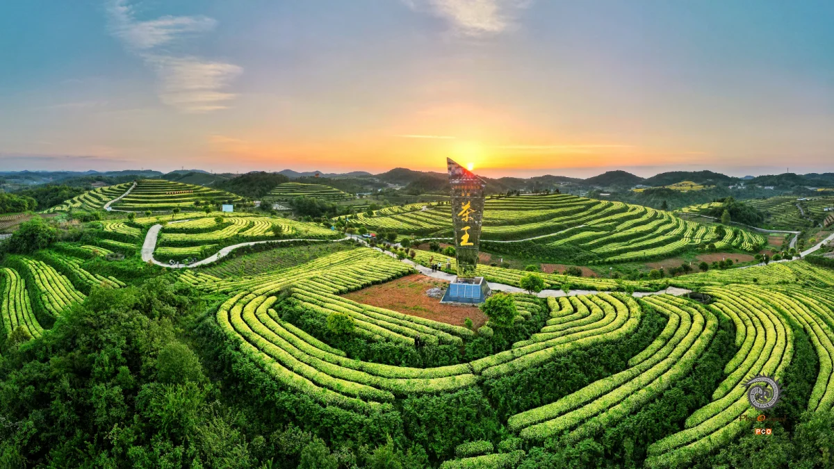夕映白茶茶园