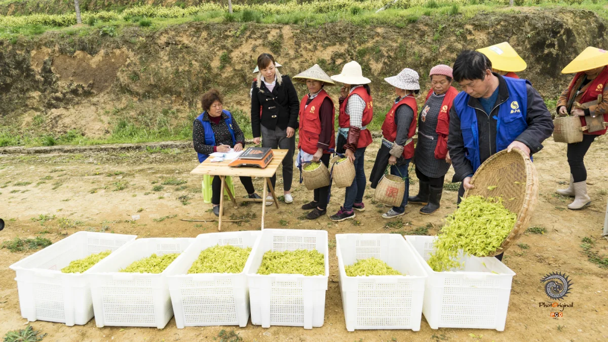 多彩贵州·第十四届中国原生态国际摄影大展 · 邓丽梅 的图集