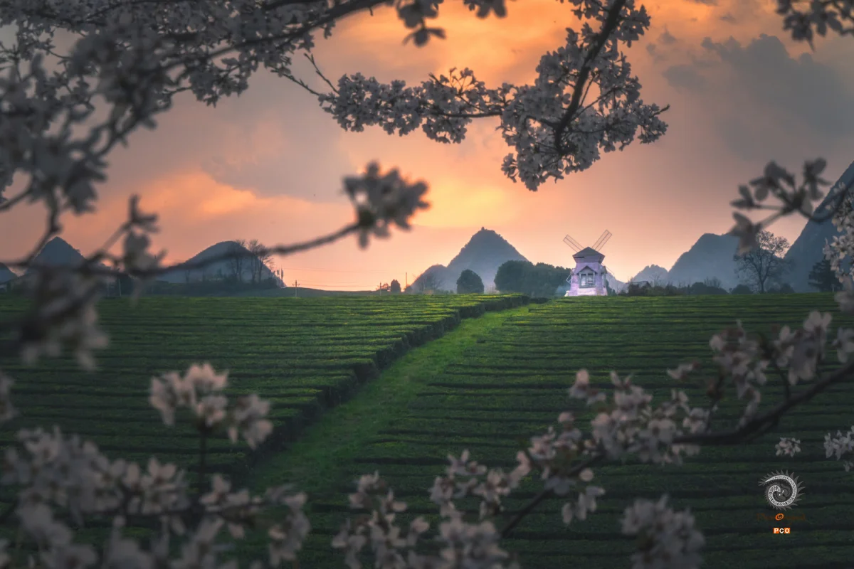 《黄昏下的樱花茶园》
