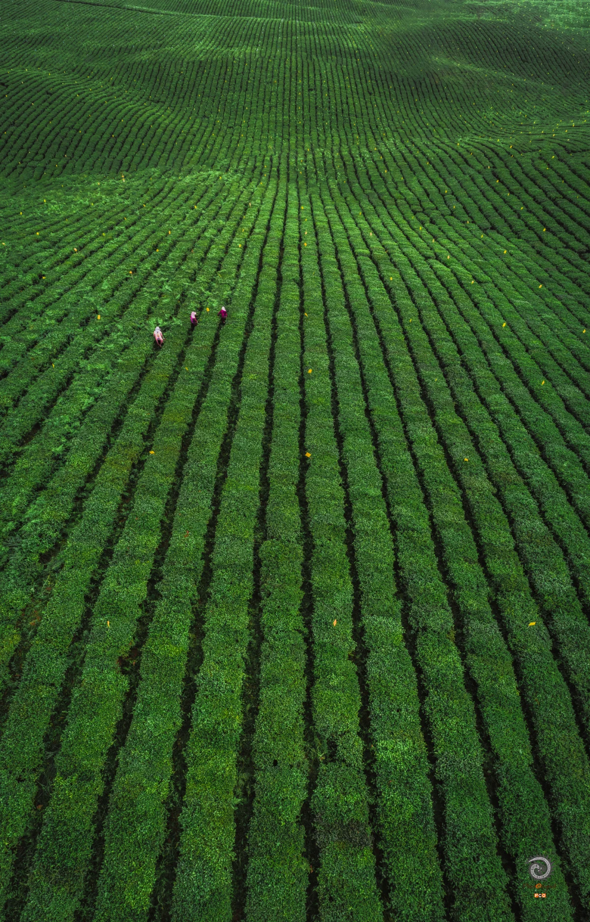 《羊艾农场-绿绿葱葱的茶园全景图》