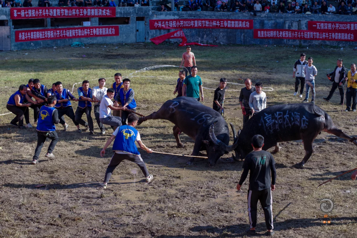 2025多彩贵州·第十八届中国原生态国际摄影大展 · 青瓷 的图集