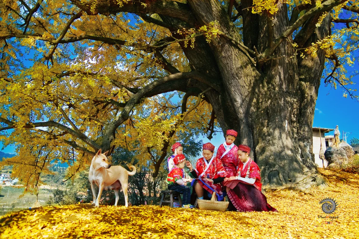 多彩贵州·第十四届中国原生态国际摄影大展 · 苗岭山人 的图集