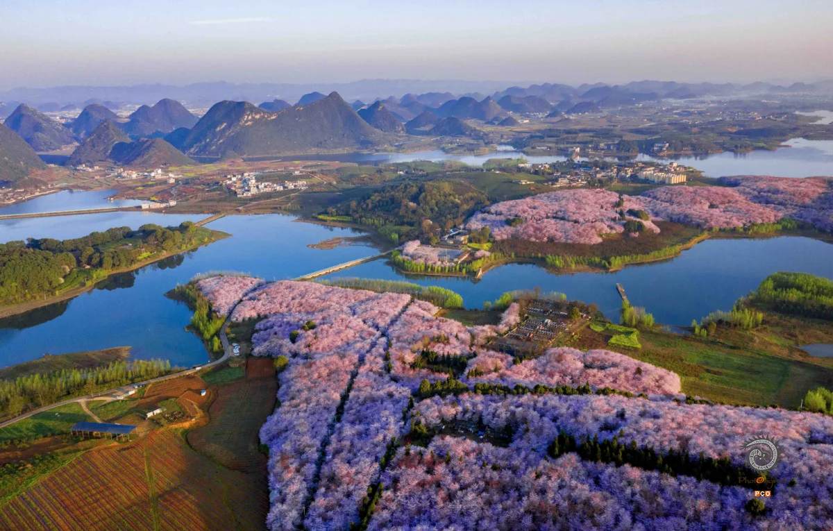 中国樱花海