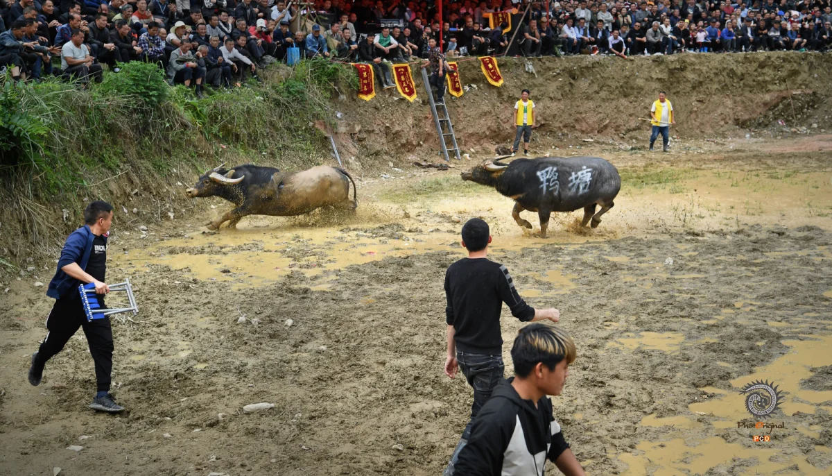 多彩贵州·第十四届中国原生态国际摄影大展 · 许银琴 的图集