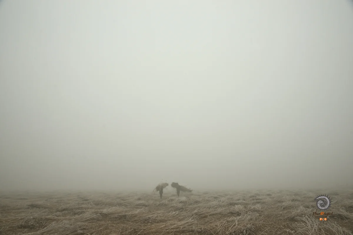 《雪野》