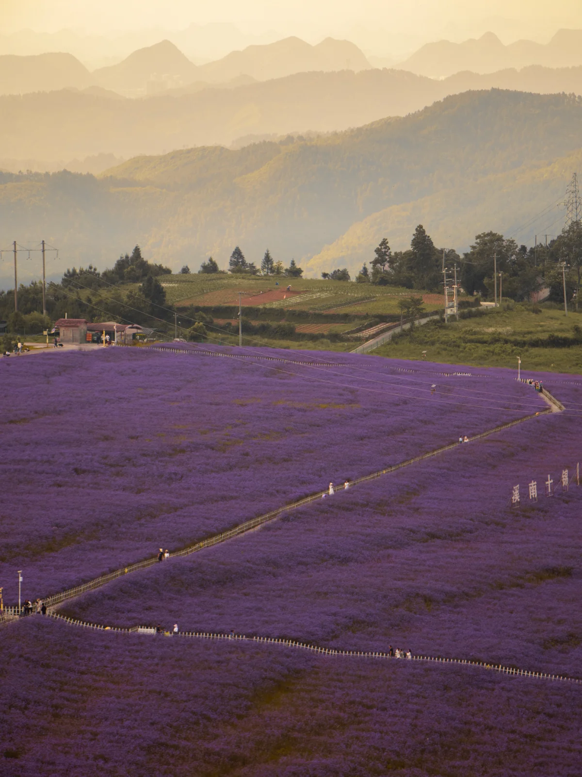 贵阳·花溪 高坡石门锦绣田园花海