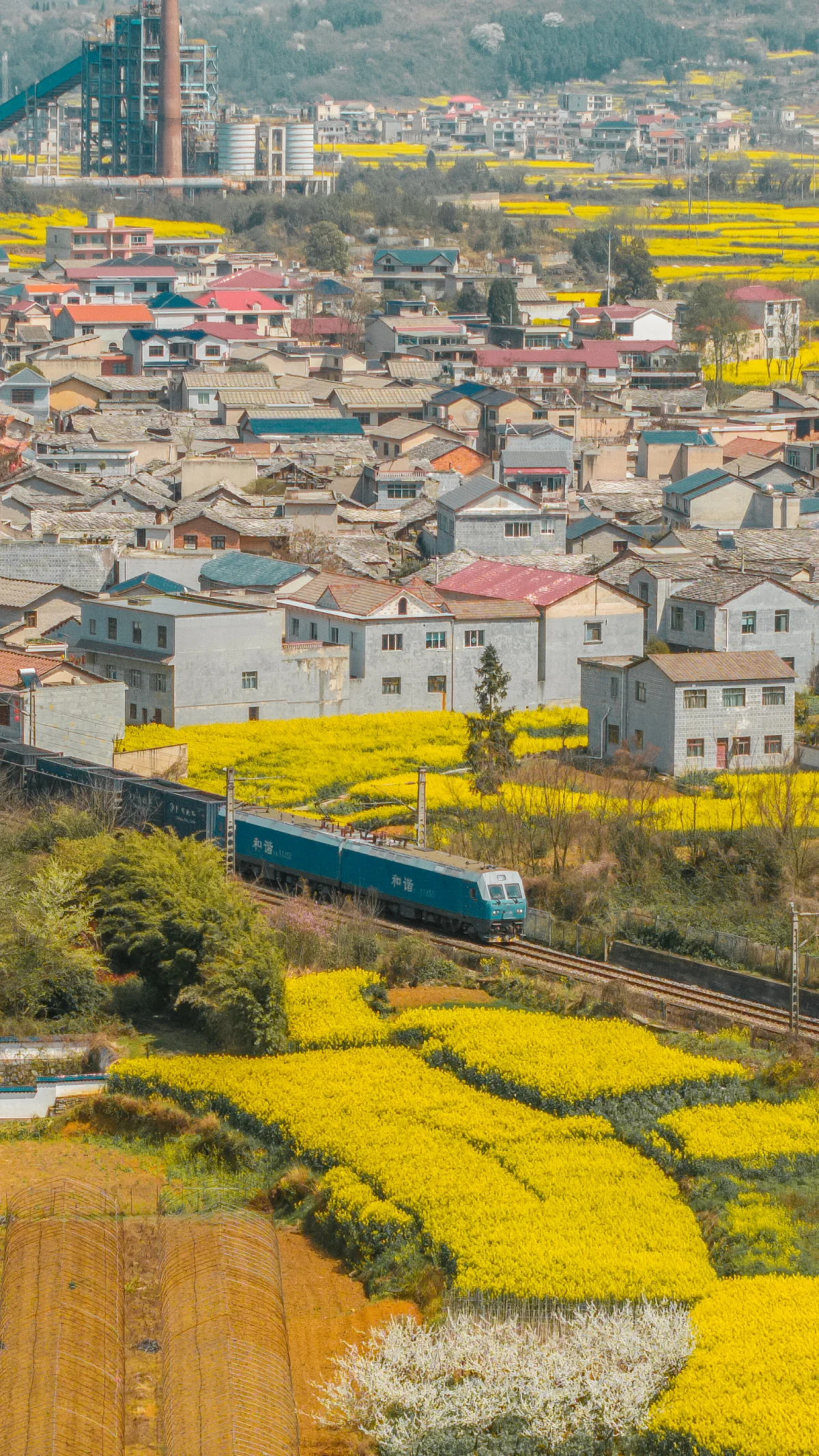 安顺·西秀 鲍家屯油菜花海