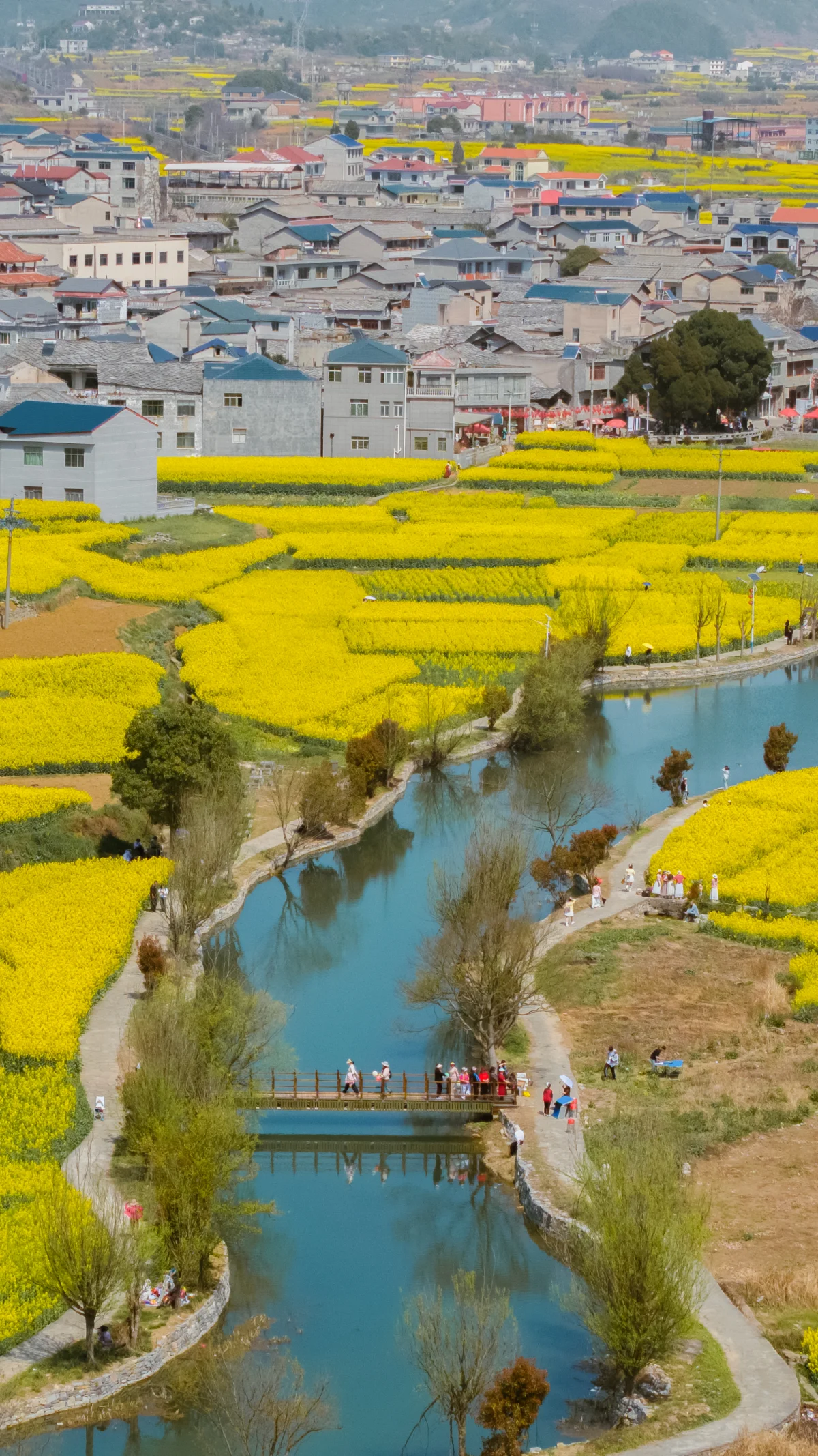 安顺·西秀 鲍家屯油菜花海