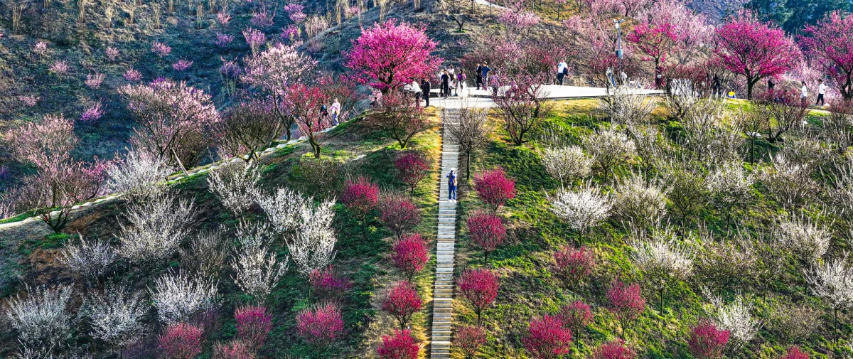 安顺·平坝 贵州梅园