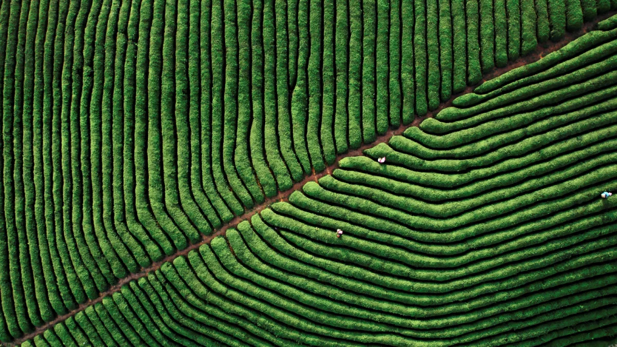 安顺·西秀 十二茅坡茶园