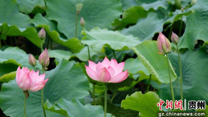 贵阳观山湖公园荷花盛放夏意浓